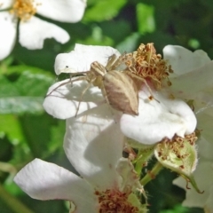 Oxyopes sp. (genus) (Lynx spider) at Isaacs, ACT - 13 Nov 2019 by galah681