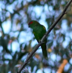 Glossopsitta concinna (Musk Lorikeet) at Moruya, NSW - 13 Nov 2019 by LisaH