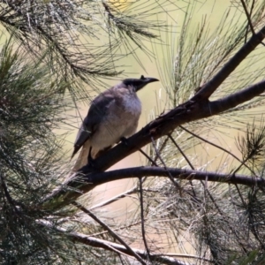 Philemon corniculatus at Tuggeranong DC, ACT - 13 Nov 2019