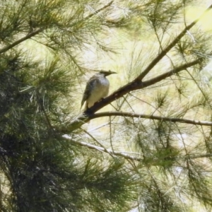 Philemon corniculatus at Tuggeranong DC, ACT - 13 Nov 2019