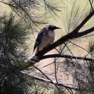 Philemon corniculatus at Tuggeranong DC, ACT - 13 Nov 2019