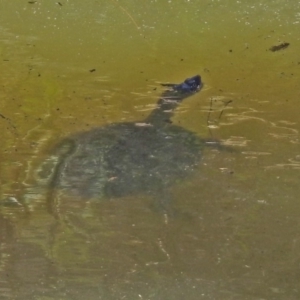 Chelodina longicollis at Tuggeranong DC, ACT - 13 Nov 2019