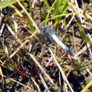 Orthetrum caledonicum at Gordon, ACT - 13 Nov 2019