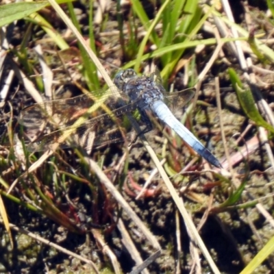 Orthetrum caledonicum (Blue Skimmer) at Gordon, ACT - 13 Nov 2019 by RodDeb