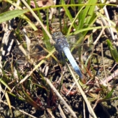 Orthetrum caledonicum at Gordon, ACT - 13 Nov 2019 12:00 PM