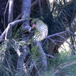 Oriolus sagittatus at Tuggeranong DC, ACT - 13 Nov 2019 12:23 PM