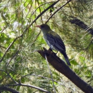 Oriolus sagittatus at Tuggeranong DC, ACT - 13 Nov 2019 12:23 PM