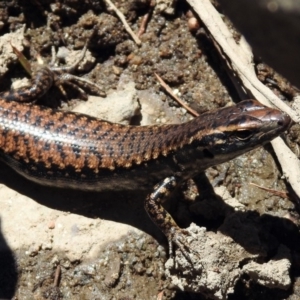 Eulamprus heatwolei at Paddys River, ACT - 13 Nov 2019 11:05 AM