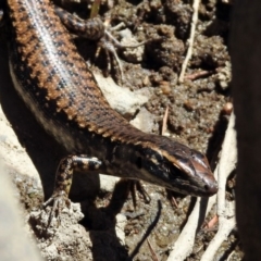 Eulamprus heatwolei at Paddys River, ACT - 13 Nov 2019 11:05 AM