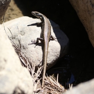 Eulamprus heatwolei at Paddys River, ACT - 13 Nov 2019 11:05 AM