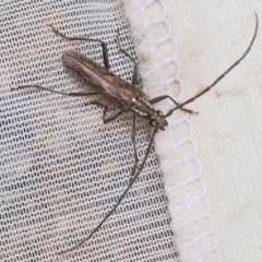 Strongylurus sp. (genus) (Longhorn beetle) at Eden, NSW - 10 Nov 2019 by Harrisi