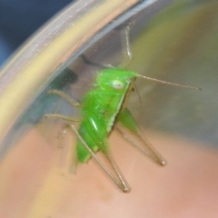 Conocephalus sp. (genus) (A Tussock Katydid) at Eden, NSW - 10 Nov 2019 by Harrisi