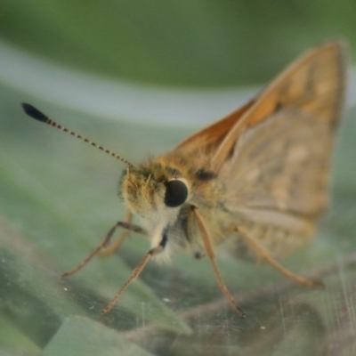 Ocybadistes walkeri (Green Grass-dart) at Eden, NSW - 9 Nov 2019 by FionaG