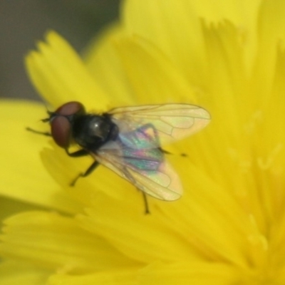 Phasia sp. (genus) (A bristle fly) at Eden, NSW - 9 Nov 2019 by FionaG