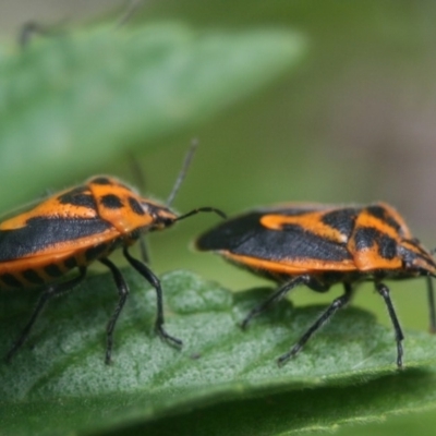 Agonoscelis rutila (Horehound bug) at Eden, NSW - 9 Nov 2019 by FionaG