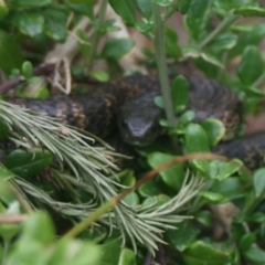 Notechis scutatus (Tiger Snake) at Eden, NSW - 9 Nov 2019 by FionaG