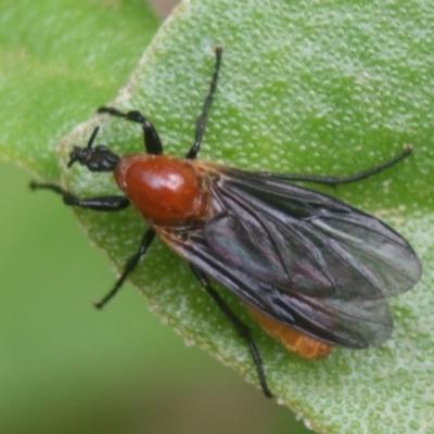 Bibio imitator (Garden maggot) at Eden, NSW - 9 Nov 2019 by FionaG