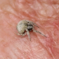 Dolophones sp. (genus) (Wrap-around spider) at Eden, NSW - 10 Nov 2019 by FionaG
