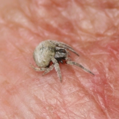 Dolophones sp. (genus) (Wrap-around spider) at Eden, NSW - 10 Nov 2019 by FionaG