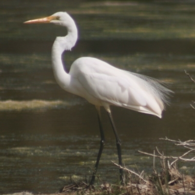 Ardea alba (Great Egret) at Eden, NSW - 9 Nov 2019 by FionaG