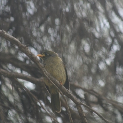 Manorina melanophrys (Bell Miner) at Eden, NSW - 9 Nov 2019 by FionaG