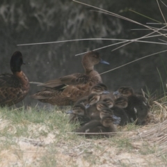 Anas castanea (Chestnut Teal) at Eden, NSW - 9 Nov 2019 by FionaG