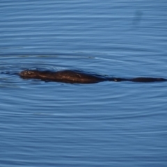 Ornithorhynchus anatinus (Platypus) at Fyshwick, ACT - 12 Nov 2019 by roymcd