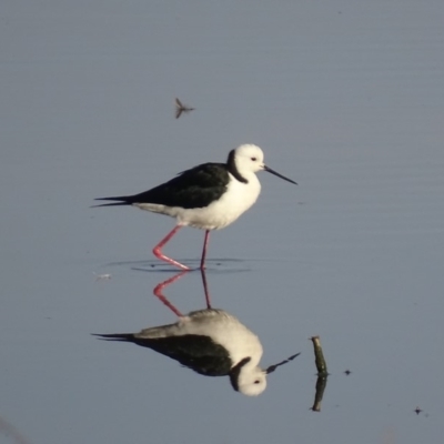 Himantopus leucocephalus (Pied Stilt) at Fyshwick, ACT - 11 Nov 2019 by roymcd