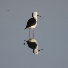 Himantopus leucocephalus at Fyshwick, ACT - 12 Nov 2019