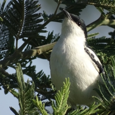 Lalage tricolor (White-winged Triller) at Fyshwick, ACT - 12 Nov 2019 by roymcd