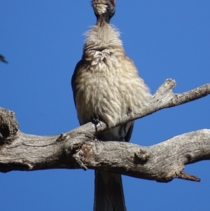 Philemon corniculatus at Deakin, ACT - 11 Nov 2019