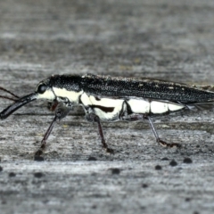 Rhinotia sp. in brunnea-group at Lake George, NSW - 12 Nov 2019