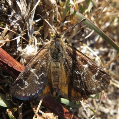 Synemon plana (Golden Sun Moth) at Narrabundah, ACT - 14 Nov 2019 by RobParnell