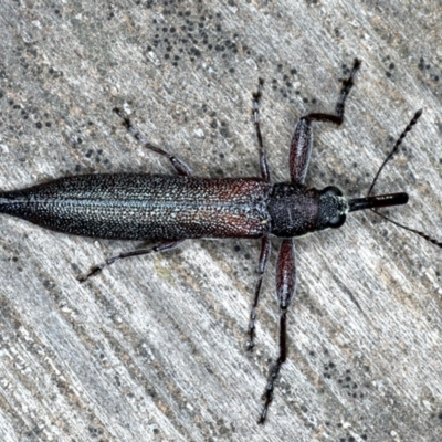 Rhinotia phoenicoptera (Belid weevil) at Lake George, NSW - 12 Nov 2019 by jbromilow50