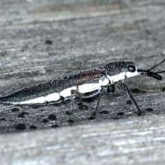 Rhinotia phoenicoptera at Lake George, NSW - 12 Nov 2019