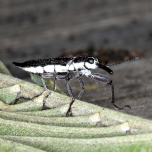 Rhinotia phoenicoptera at Lake George, NSW - 12 Nov 2019