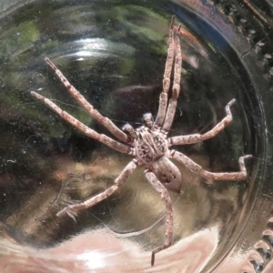 Mituliodon tarantulinus at Narrabundah, ACT - 13 Nov 2019