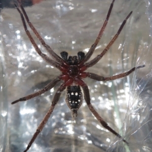 Mituliodon tarantulinus at Narrabundah, ACT - 13 Nov 2019