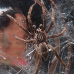 Mituliodon tarantulinus at Narrabundah, ACT - 13 Nov 2019