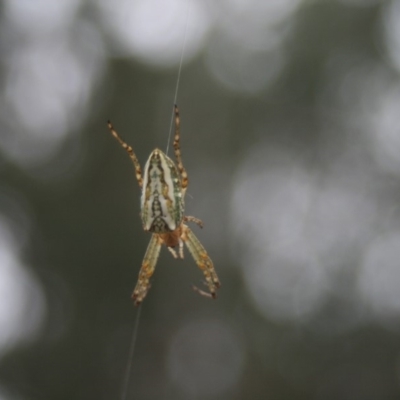 Plebs bradleyi (Enamelled spider) at Quaama, NSW - 30 Oct 2007 by FionaG