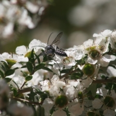 Pompilidae (family) at Quaama, NSW - 28 Oct 2009 by FionaG