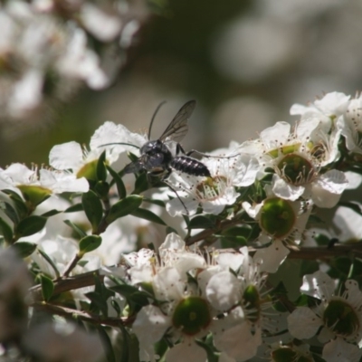 Pompilidae (family) at Quaama, NSW - 28 Oct 2009 by FionaG
