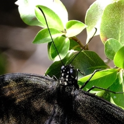Papilio aegeus (Orchard Swallowtail, Large Citrus Butterfly) at Florey, ACT - 14 Nov 2019 by Kurt