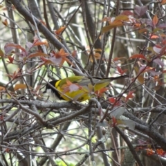 Pachycephala pectoralis (Golden Whistler) at Federal Golf Course - 13 Oct 2019 by TomT