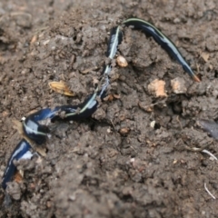 Caenoplana coerulea (Blue Planarian, Blue Garden Flatworm) at Quaama, NSW - 10 Jan 2012 by FionaG