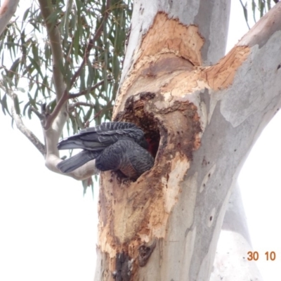 Callocephalon fimbriatum (Gang-gang Cockatoo) at Hughes, ACT - 30 Oct 2019 by TomT