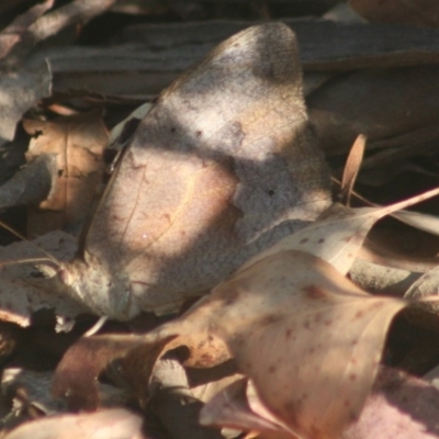 Heteronympha merope (Common Brown Butterfly) at Quaama, NSW - 25 Jan 2012 by FionaG