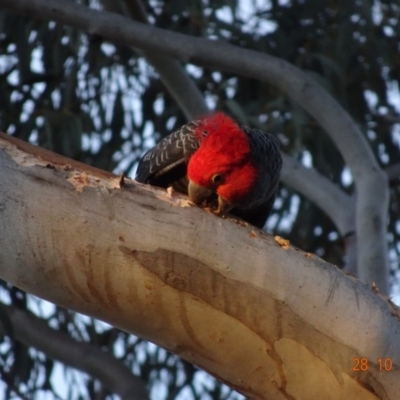 Callocephalon fimbriatum (Gang-gang Cockatoo) at Hughes, ACT - 28 Oct 2019 by TomT