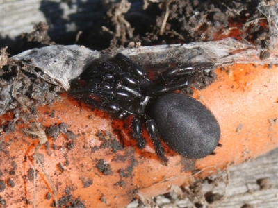 Hadronyche sp. (genus) (A funnel web) at Quaama, NSW - 12 Feb 2012 by FionaG