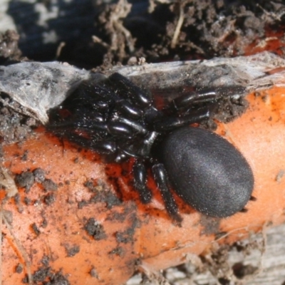 Hadronyche sp. (genus) (A funnel web) at Quaama, NSW - 11 Feb 2012 by FionaG